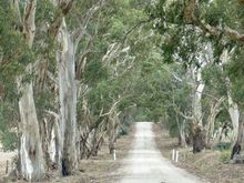 Took some side roads to see where they went, I love the tree bark 
