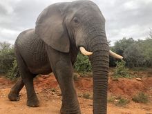 This guy got us traipsed for an hour by pulling down a tree across the.