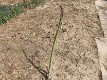 The First Asparagus of the season