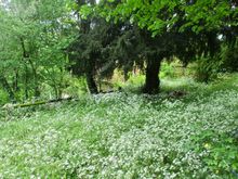 Queen Anne's Lace, anyone?