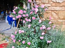 This was 6" high when I bought it 3 years ago