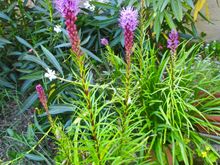 How about these? I had jonquils planted in the same pots. Tore them out last fall, then replanted them in the ground. Then these came up.