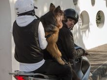 dogs taking their owners for a spin. We had to obey the traffic light at Piedimonte coz the road there narrowed in an untypical way. 
