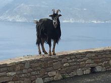 Road monitor on the Cap Corse