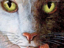 Beware Childless Cat Ladies 