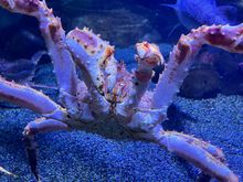 King crab