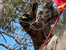 Staff at the Koala Conservation Center trying to coax the koala down from the tree so they can give her the annual physical exam