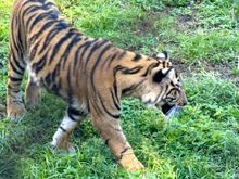 We saw so many animals in Animal Kingdom 