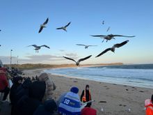 Seagulls - we took some videos. I will try to upload a video but I think I read somewhere that it might not work. 