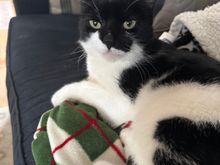 KJ, the former feral cat.