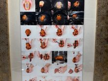 Detailed diagram of pigeon parts and breaking down the bird for preparation.  Where else but here!?!?!