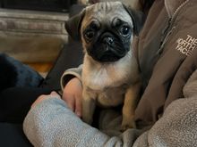 No name for the new baby yet.