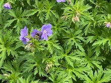Wild geraniums in the pollinator garden at the Japanese Gardens. There are loads of bees there, there is one in this picture 