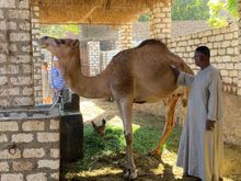 You want to buy a camel? Well, this was supposed to be a visit to a camel market!