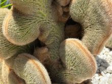 Cactus, one of hundreds of varieties at our hotel