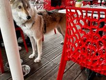 He was a very big dog and reminded me of a wolf.