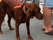 Farmers market dog