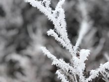 hoar frost