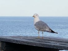 He looks innocent but he was still snickering about scaring the crap out of some woman on an island on the eastern seaboard of the USA last week.