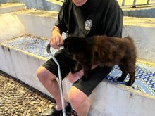 Two friends:   an Aziani with a cane and a local gatii