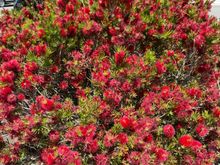 Love the red flowers!