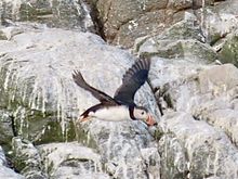 Flight of the puffin