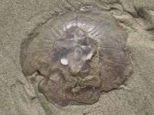 Washed up jellyfish that kind of looks like a lion's face.