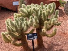 Red Hills Desert Garden in St. George - my favorite cactus!
