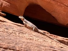 Lizard in Valley of Fire