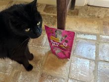 Sombra in my room with her treats brought from NYC!!