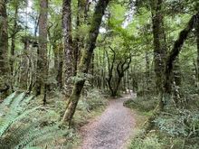 Can hear the wind above, but so sheltered in the forest 