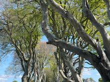 Dark Hedges