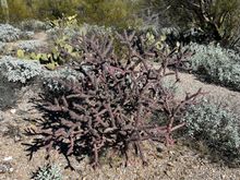 Going to be a lot of flowers on this plant.