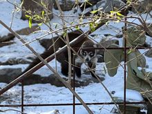 Looks like a raccoon, but isn't. 