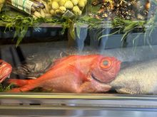 Virrey in the tank at D'BERTO, identifiable by its large eye.