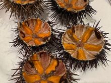 My beloved ricci di mare