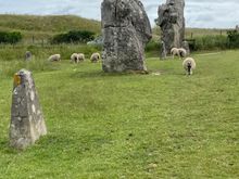 Sheep everywhere in and amongst the stones