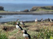 A few birds seen around the place I’m not reporting on.
