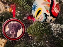 Remembering Scout, the sweetest and most well behaved dog in the world. 