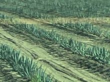 No water, here's a solution, someone has switched from nuts to agave based on this photo.  First field I've seen like this   Maybe moving from almonds to tequila?