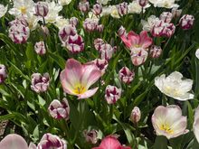 Descanso Garden - Tulip Garden