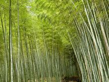 Bamboo forest 