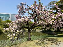 Found some late-blooming cherry blossoms at Hama-rikyu garden 