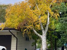 This is what I woke up to on Friday morning. My tree on my neighbors house.
