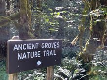 Start of the Ancient Groves trail.  It's fairly short and a nice walk.