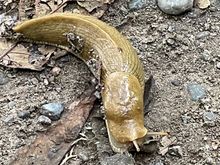 Almost stepped on this little guy.  Shouldn't he be yellow?