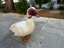 I was happy to see him again, but Ettore played it cool....