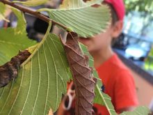 This caterpillar looks like a rolled up dead leaf