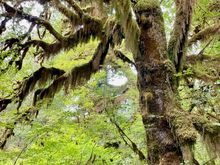 Another great moss shot