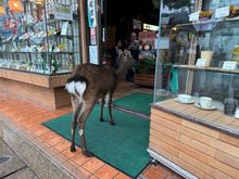 The deer aren’t shy!